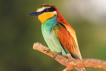 exotic bird sitting on a dry branch