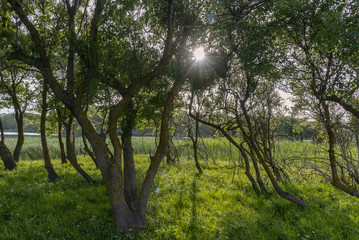Spring evening in a forest by the sea. The path passes along the edge of the forest and leads to the beach