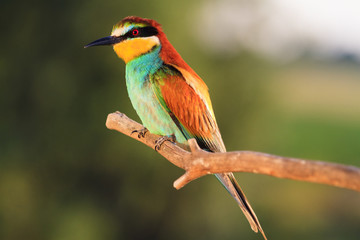 exotic wild bird sitting on a dry branch