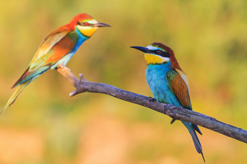 pair of bee-eaters sitting on a dry branch