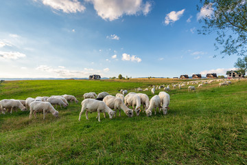 Fototapeta na wymiar A lot of sheep on the beautiful green meadow in Pieniny. Poland.