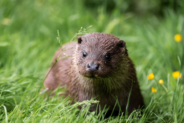 The focused look of an Otter