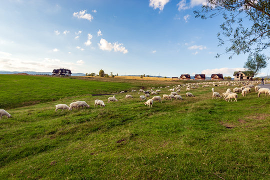 A lot of sheep on the beautiful green meadow in Pieniny. Poland.