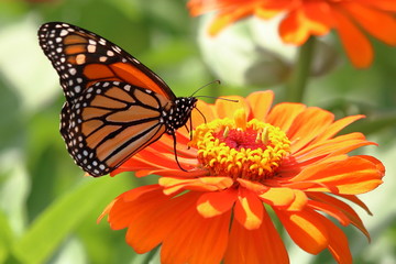 A Monarch Butterfly feeds on the Heirloom Zinnia flowers in my garden on a summer day.
