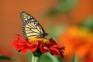Fototapeta na wymiar A Monarch Butterfly feeds on the Heirloom Zinnia flowers in my garden on a summer day. 