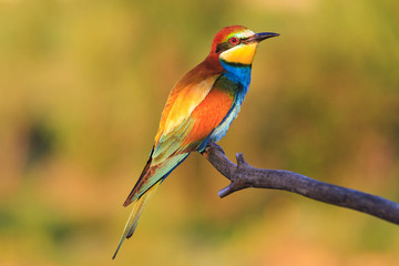 wonderful bird in the sunny morning sits on a branch