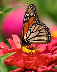 Fototapeta na wymiar A Monarch Butterfly feeds on the Heirloom Zinnia flowers in my garden on a summer day. 