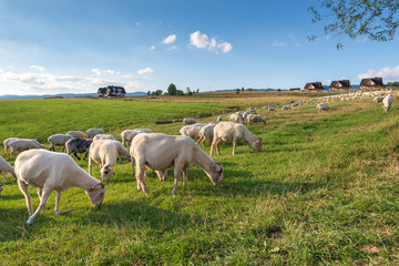 Obraz na płótnie Canvas A lot of sheep on the beautiful green meadow in Pieniny. Poland.