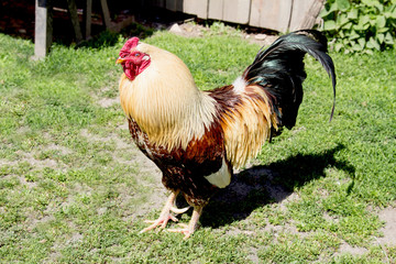Петух прогуливается по траве