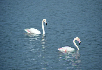 couple of flamingos