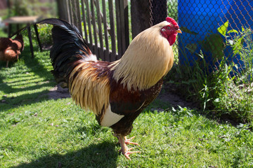 Петух в сельской местности гуляет по траве