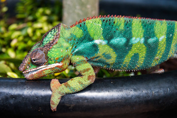 flora and fauna in vertical indoor reainforest