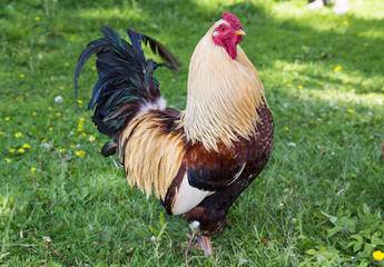 Красивый петух идет потраве
