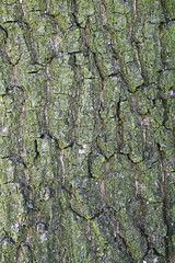  wooden textured tree panel