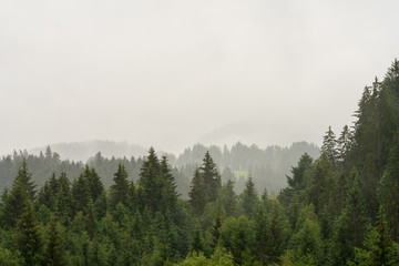 Wolkenverhangener Waldabschnitt