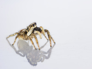 jumper