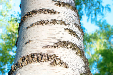 trunk of a birch tree, close-up, against a sky background