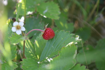 strawberry