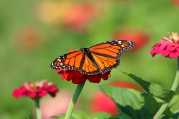Obraz na płótnie Canvas A Monarch Butterfly feeds on the Heirloom Zinnia flowers in my garden on a summer day.