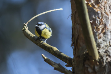 Kohlmeise (Parus major)