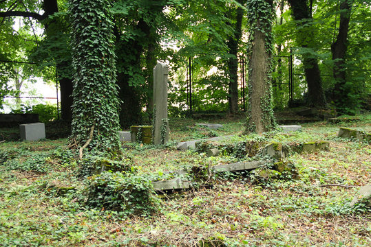 some headstones covered with ivy on the old jewish cemetery in Cieszyn, Poland