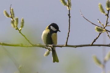 Fototapeta premium Kohlmeise (Parus major)