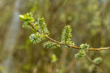 Knospen am baumzweig mit kleinen stacheln 