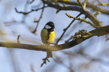 Kohlmeise (Parus major)