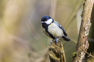 Kohlmeise (Parus major)