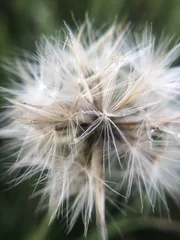 Rolgordijnen dandelion © Lucie