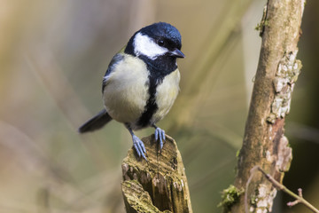 Kohlmeise (Parus major)