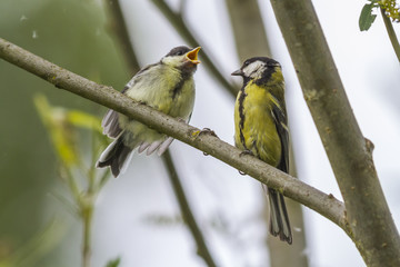Kohlmeise (Parus major)