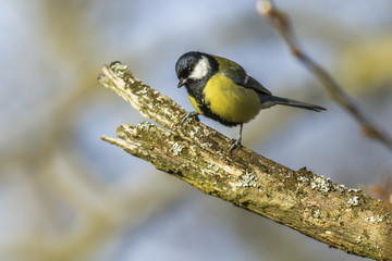 Kohlmeise (Parus major)