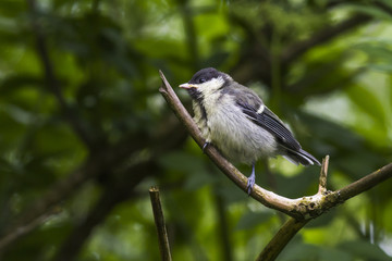 Kohlmeise (Parus major)