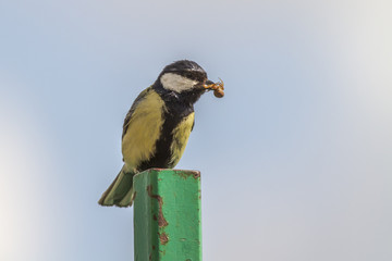 Kohlmeise (Parus major)