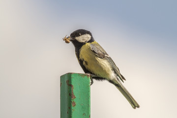 Kohlmeise (Parus major)