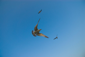 Obraz premium Shore Birds 3