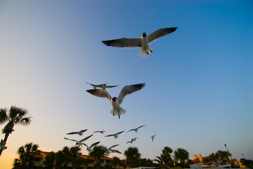 Shore Birds 2