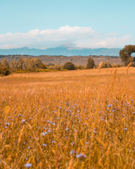 Paesaggio del Gran Sasso coperto da nuvole con campo di grano 