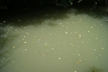 petites feuilles sur l'eau