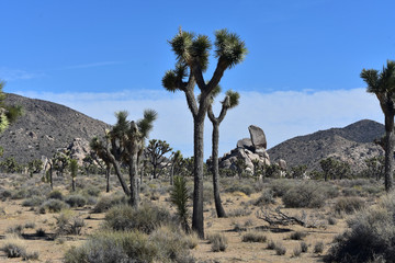 Joshua Trees Growing in the Mojave Desert California