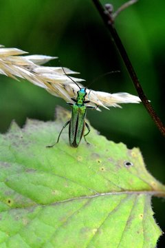 Lytta vesicatoria   -   Grüne Spanische Fliege in der Natur
