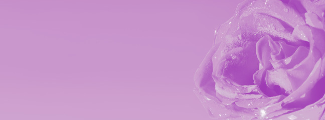 Violet rose, glamur web banner