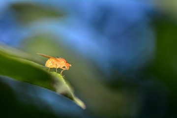 Drosophila Melanogaster    -  Fruchtfliege in orange in der Natur mit blau