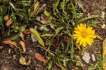 yellow flower