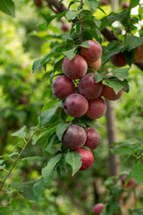 Closeup of ripened plums on a branch in a fruit garden. The concept of fertility and abundance