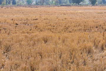 Indian paddy straw at close view looking awesome in an Indian paddy farming field.