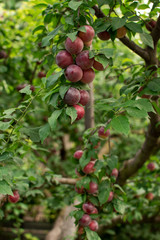 The ripened plums on a branch in a fruit garden. the concept of fertility and abundance