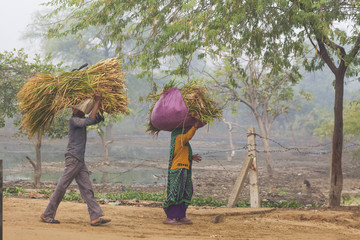 people in India carry bales of straw on their heads