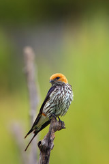 The lesser striped swallow (Cecropis abyssinica) sitting on the branch. Swallow with green background. A singing swallow on a branch.African swallov on the branch with green background.